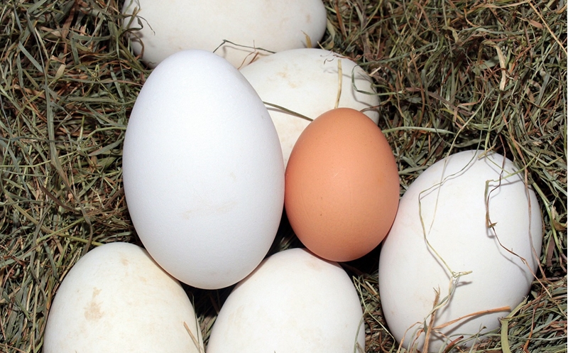 色と大きさが対照的な卵